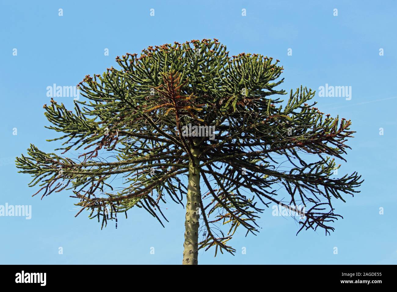 Puzzle di scimmia o pino cileno, Araucaria araucana, rami di albero con uno sfondo di cielo blu. Foto Stock