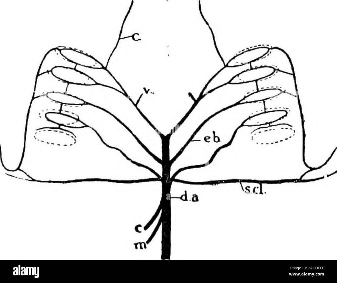 . Contorni di zoologia. , Esterno attraverso la camera di commonterminal o cloaca. Un poro addominale apre oneach lato dell'apertura cloacale e mette il corpo cavityin la comunicazione diretta con l'esterno. Cavità Exceptingmouth e cloaca, l'intestino è rivestito dall'endoderma. Il sistema respiratorio.-Il primo evidente gill-crepacci-thespiracles-aprire dorsalmente dietro gli occhi. Ogni containsa rudimentale gill sulla parete anteriore, supportato da un 544 P2SCE-pesci. spiracular cartilagine. Attraverso l'acqua spiracles può invio o lasciare la bocca. Ci sono altri cinque coppie di gill-crepacci, separate da Com-reparti Foto Stock