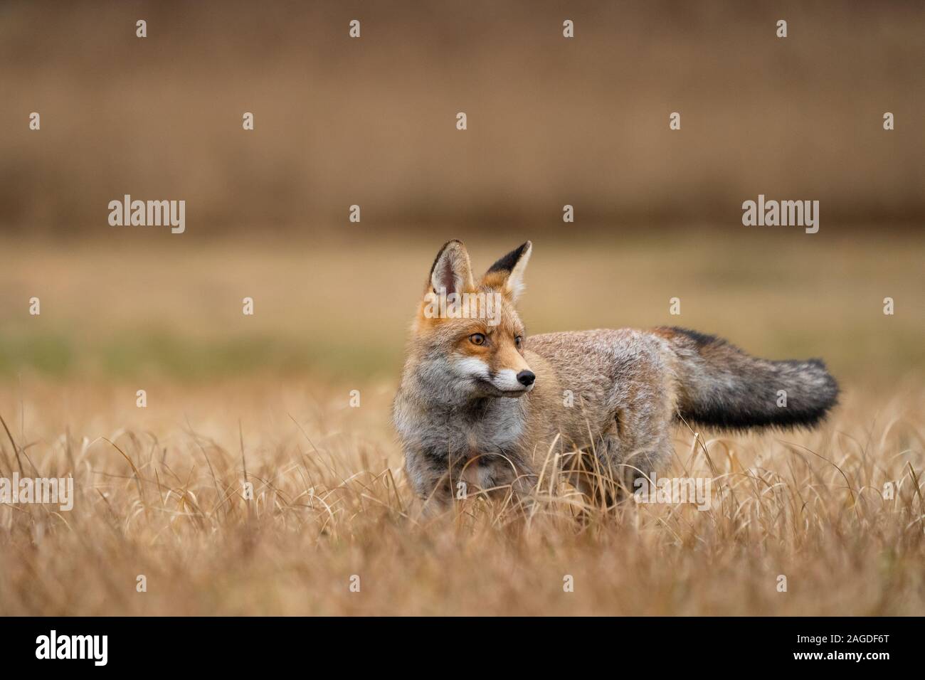 Red Fox in erba gialla. Curioso animale. Vulpes vulpes. Foto Stock