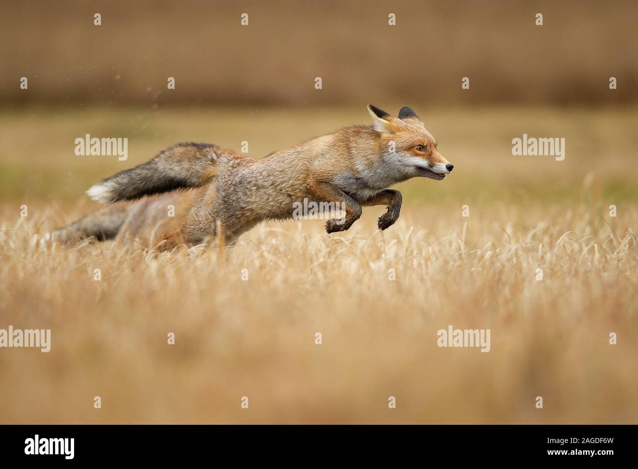 La volpe rossa saltando su erba. Vulpes vulpes. Caccia e velocità. Jumping animale. Foto Stock