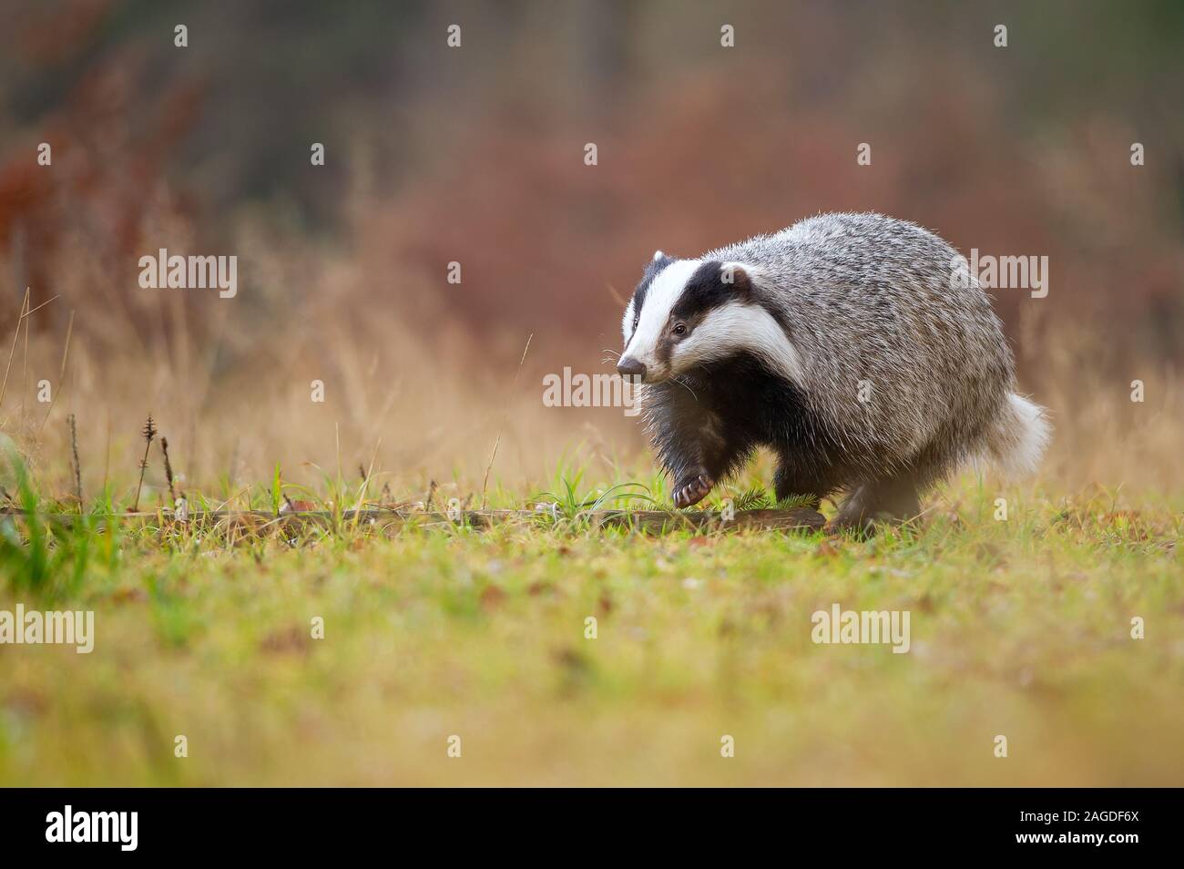Unione badger camminando sul prato verde. Meles meles Foto Stock