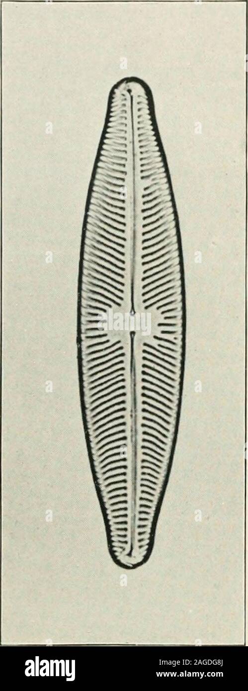 . Journal of applied microscopia e metodi di laboratorio. il bordo dell'opaco dalla stampa come linea asharp. L'uso del magnesio greatlyincreases luce la rapidità con cui le stampe forse prodotte e contribuisce non poco a thesharpness dell'immagine. Naturalmente, con le semplici apparecchi heredescribed, il più alto de-d efinizione di critical photographymay difficilmente essere tentato.può tuttavia bereadily visto, da thesamples qui presentare-ted, che le illustrazioni mayeasily essere fissato, sufficiente-ly accurati per practicalpurposes. Senza dubbio una scommessa-ter apparato è una cosa tobe Foto Stock