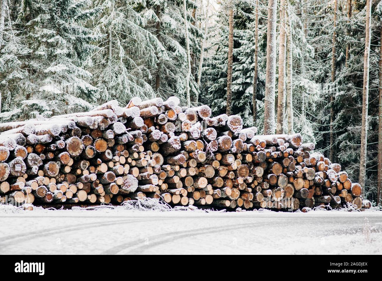 Gran mucchio di registri sul lato di una strada coperta di neve in Svezia Foto Stock