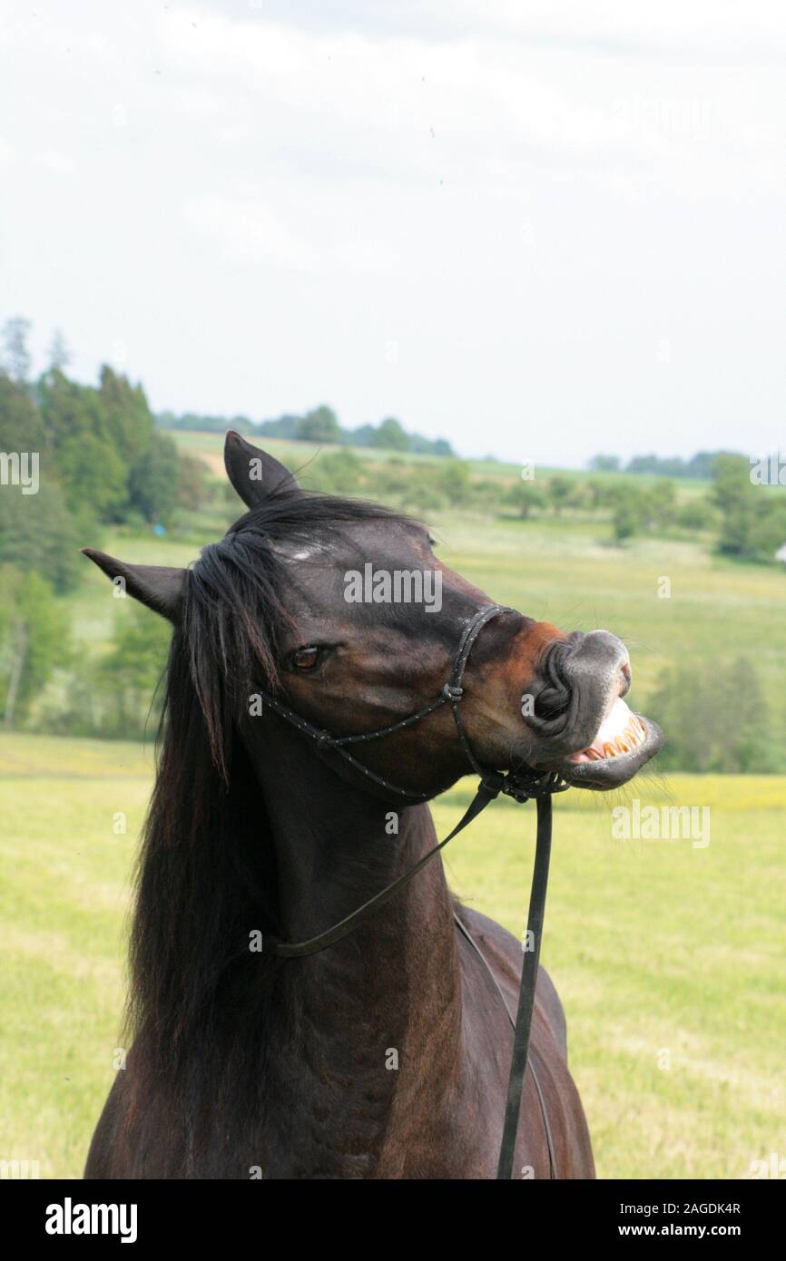Cavallo divertente sorriso e facendo le facce frontali in fotocamera Foto Stock