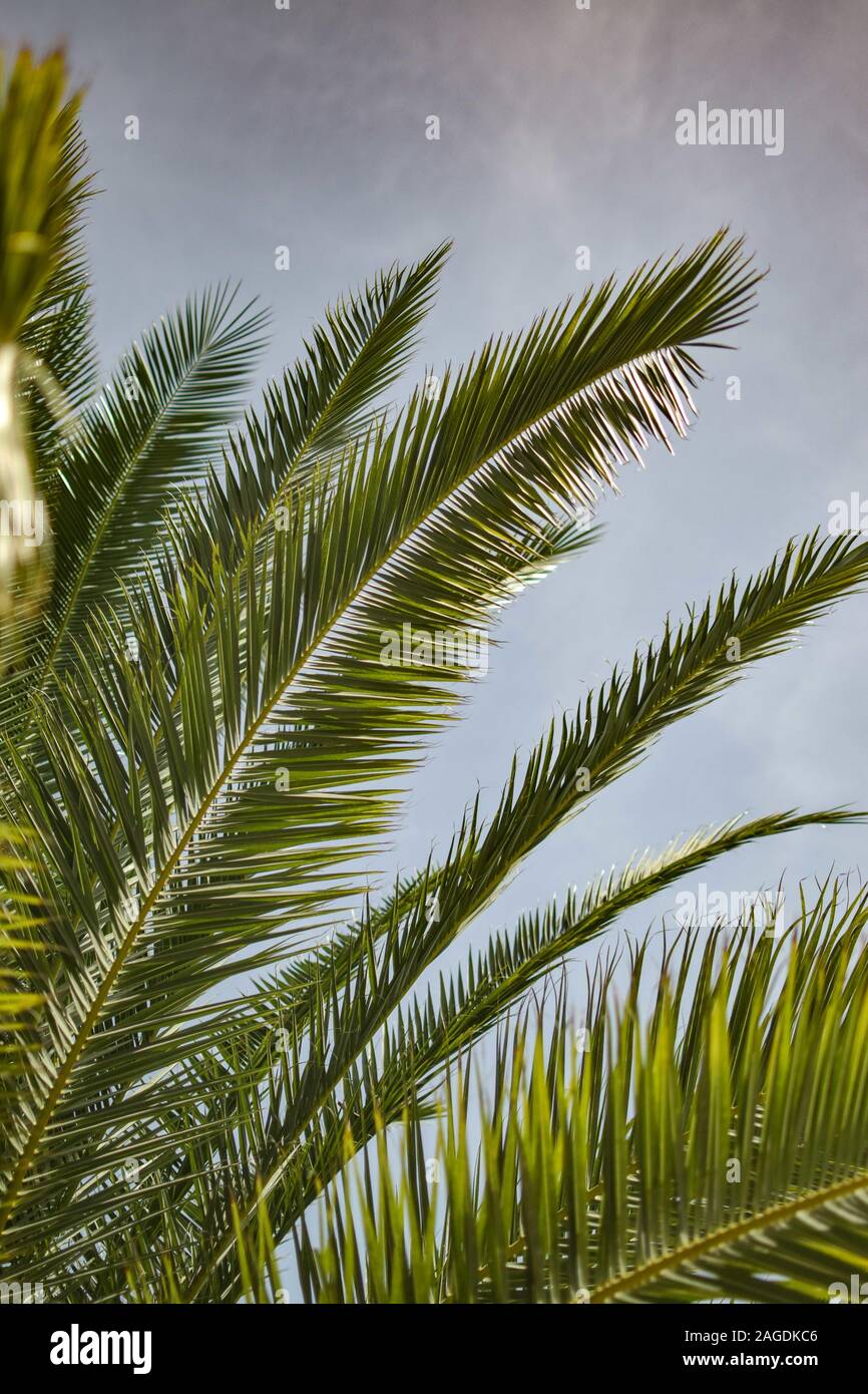 Colpo di primo piano verticale delle foglie di una pianta di babassu - perfetto per uno sfondo verticale Foto Stock