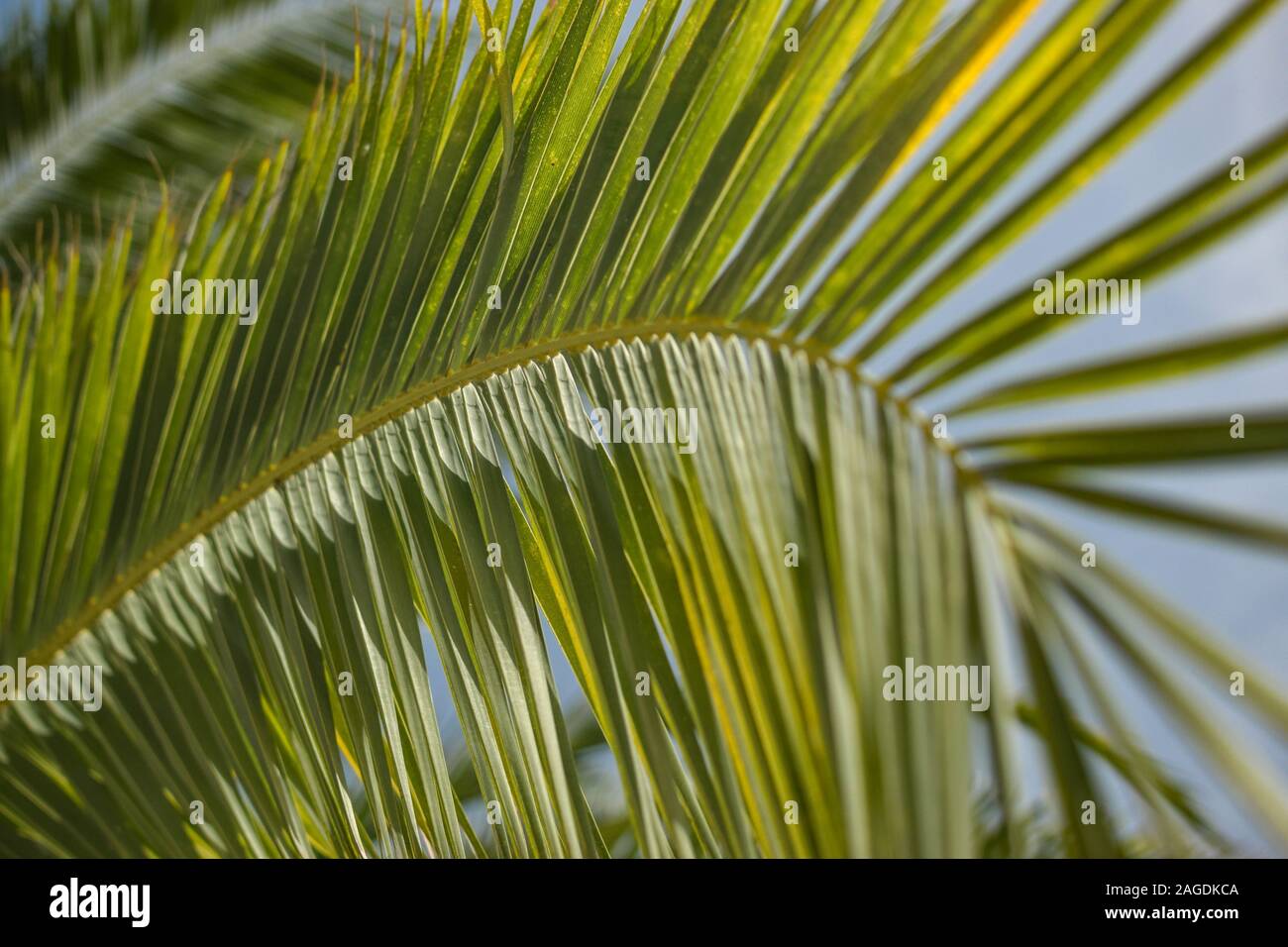 Primo piano delle foglie di una pianta esotica di babassu per sfondo Foto Stock