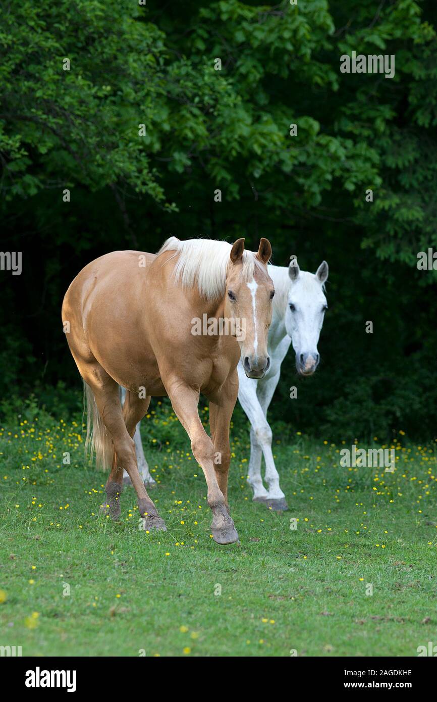 Palomino e White Horse amicizia Foto Stock