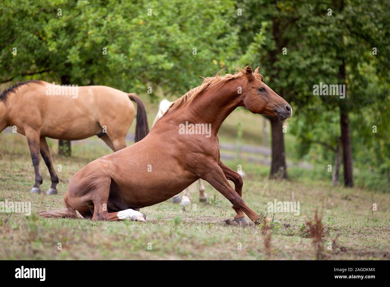 incidente di cavallo sul prato. Cavallo scivolato, crash e stare in piedi Foto Stock