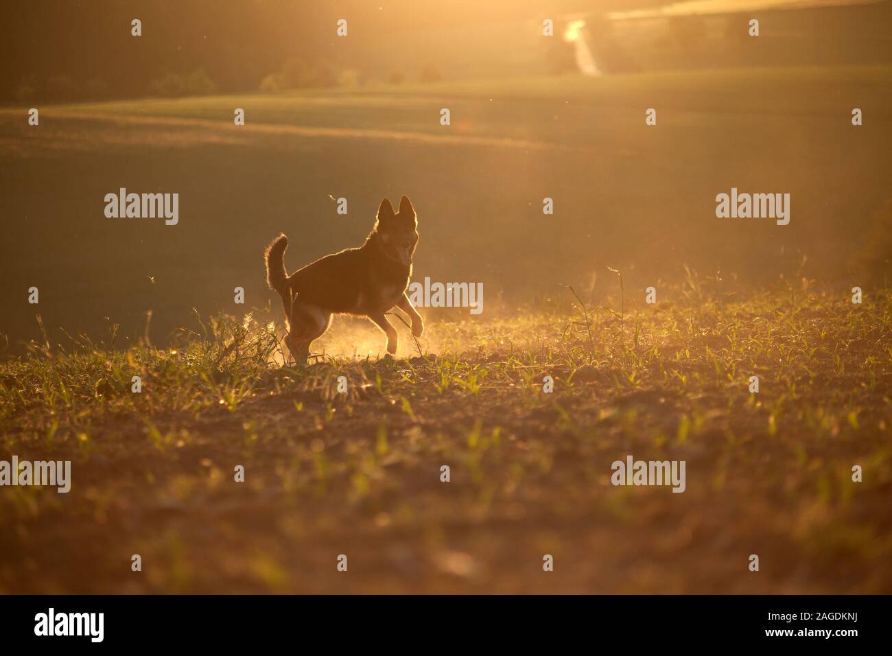 Cane in sunset con retroilluminazione per correre libero nel campo Foto Stock