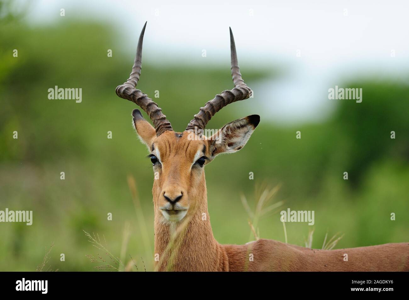 Messa a fuoco selettiva di una bella impala catturata nel Giungle africane Foto Stock