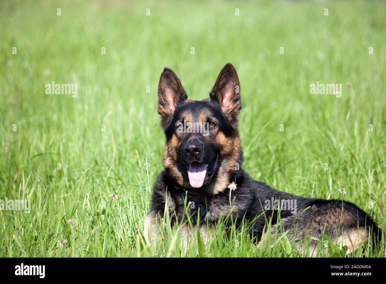 Bellissimo cane nero tedesco shepard in estate nel campo di pascolo Foto Stock