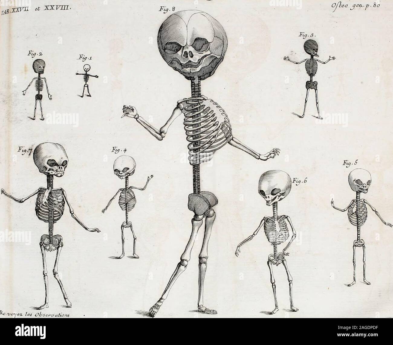 . Ostéo-graphie, ou description des os de l'adulte, du feto, &c. Precedée d'une introduzione a l'Etude des Solides parti du corps humain. OSTEO-G RAPHIA. 81 4*. Os sa fecundi ordinis digicorum ma-nuum. 43. Ossa tercii ordinis digicorummanuum. 44. 47. 46. Ossa coxarum , 44.Os ileo , 4y. Os pube , 46. Os ifchium.47. Ossa femorum. 48. PatelU. 49. Auto-femi tilagines-Lunar genuum arciculorum.yo. Tibia.. ^i.FibuU. yi. n" &c- 57-°SSAtarfi , y 2- T*&LT;*/" , y 3. Calcanei, y4. Navi-cularia , 5 y. Cunei - Formia majora , y 6.m-nora , y7. média, y8. fc. w. ".Ossa meta-Tarfi i. pollicis , digiti Foto Stock