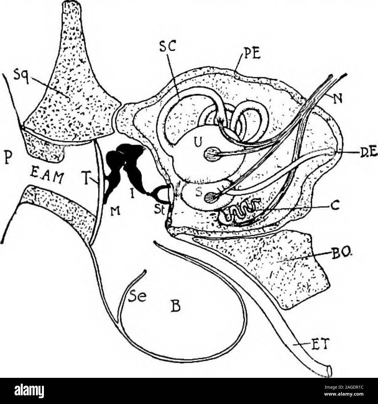 . Contorni di zoologia. s sono disposti in cui patchesto rami del nervo uditivo sono distribuiti. Con le patch thesesensory concrezioni calcaree (otoliths) sono associati, exceptin la coclea dei mammiferi. Il fatto che i sali di calce sono spesso depositati in pelle e che theear-sac si pone come un insinking di epiblast, può forse gettare un po' di lighton l origine di otoliths. 494 STRUTTURA DI VERTEBRATA. Le parti che abbiamo finora considerato costituire insieme themembranous labirinto dell'orecchio. Attorno a loro la mesoblast(mesenchyme) forma un due-layered busta. Il suo strato interno di Foto Stock