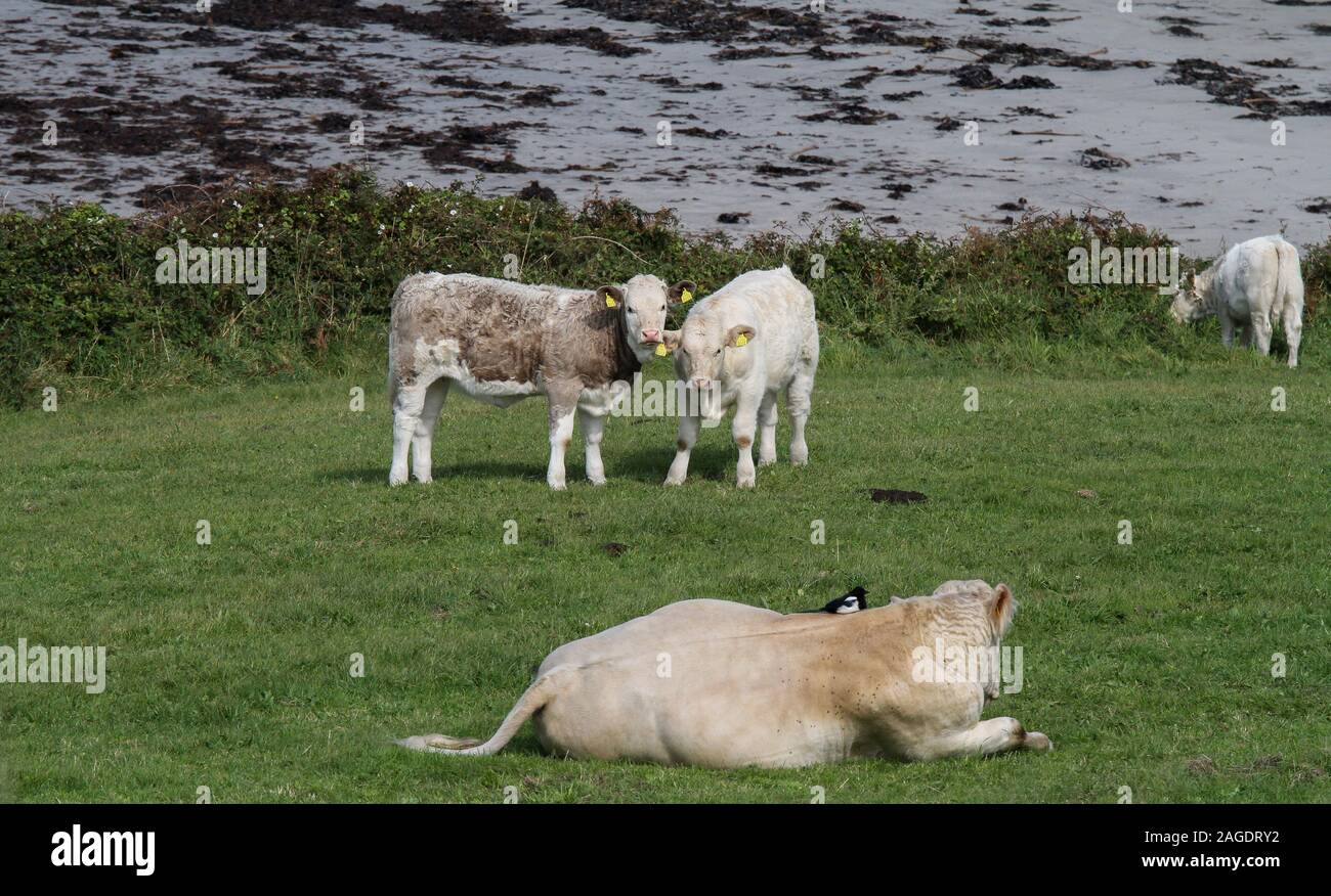 Capi di bestiame in Irlanda, due vitelli con marchi auricolari di guardare una gazza seduta sul retro di una mucca, un rapporto simbiotico con la Gazza alimentazione sulle mosche. Foto Stock