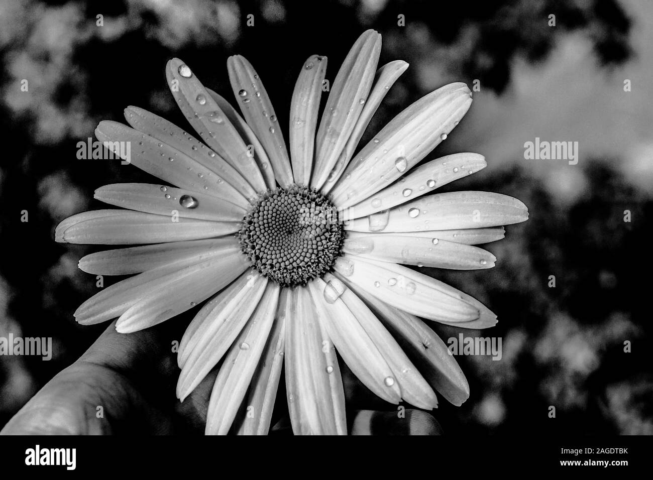 Primo piano scala di grigi di una carina pianta Chamomile nel mezzo di una foresta Foto Stock