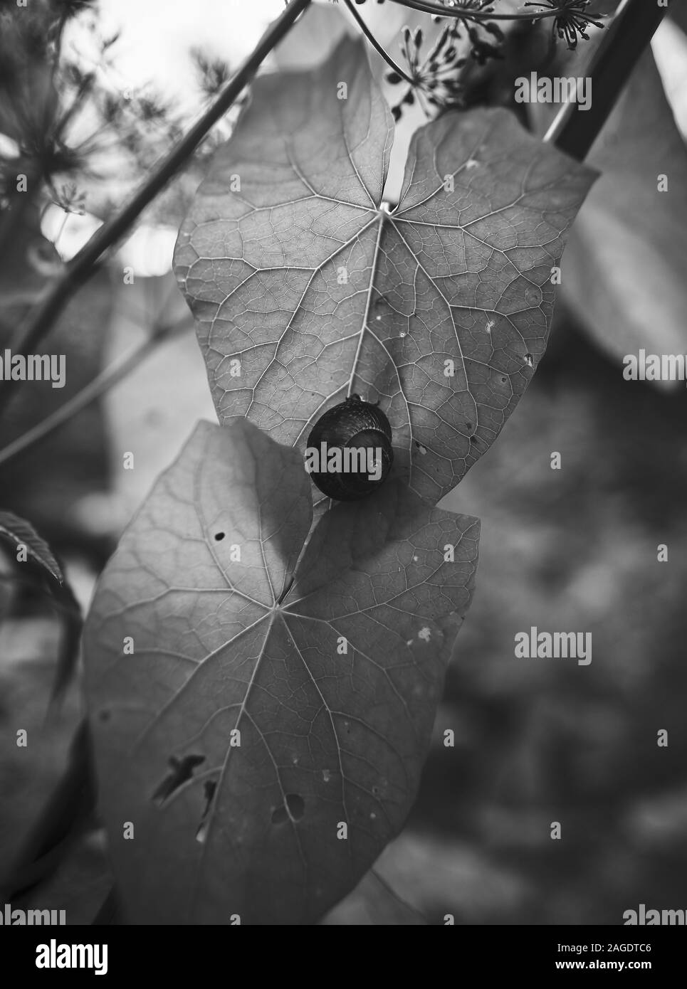 Immagine verticale in scala di grigi di un'elica carina su una foglia nel mezzo di una foresta Foto Stock