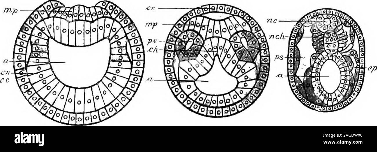 . Contorni di zoologia. Fig. 254.-sezioni attraverso gli embrioni di Amphioxus, toillustrate sviluppo di cavità di corpo. Su .la linea superiore, tre sezioni longitudinali; sulla linea inferiore,tre sezioni trasversali, ce.^ Ectoderm; en.,'endoderma ; a.,archenteron : .^.J., primitiva segmenti (protovertebrEe); ".c.,nervo-corda;/., estremità posteriore; np., neuropore; ntt.c, neuren-teric canal; ^i,p,, medullari o piastra neurale ; ch., notochord ;ep; splanchnocffil-al di sopra di esso è il myocosl. Così su. Mediante il processo noto come symmetrisation delcarrello larva, l'apparente simmetria dell'adulto è prodotta.la,posizione adulto Foto Stock