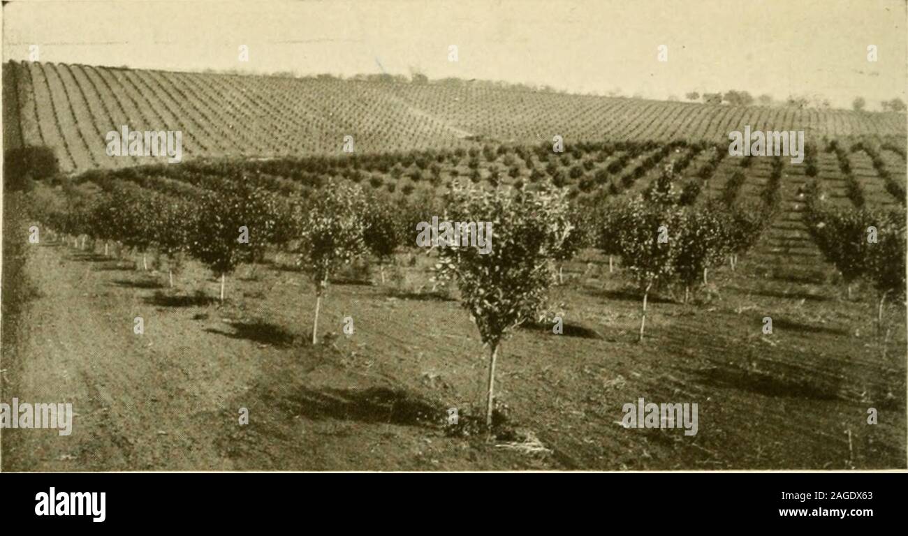 . Apple cresce nel nord-ovest del Pacifico; una condensazione di lezioni, esperimenti e discussioni. nd consentono di formare alcuni speroni di frutta. Fare estate e win-ter la potatura a partire dal momento in cui la struttura è impostata. Ho sempre potare un orso-ing albero durante l'estate. In estate la potatura dovrebbe essere fatto in luglio,quindi non ottenete i germogli di acqua come in inverno. Q, fanno sollevare Rhode Island Greenings qui? A. sì, ma gli orientali non li riconosce. Abbiamo growRhode Isola e Northwest Greenings, ma essi non gusto come theGreenings in Oriente. Ho visto con le guance rosse fuori hereinstead di verde Foto Stock