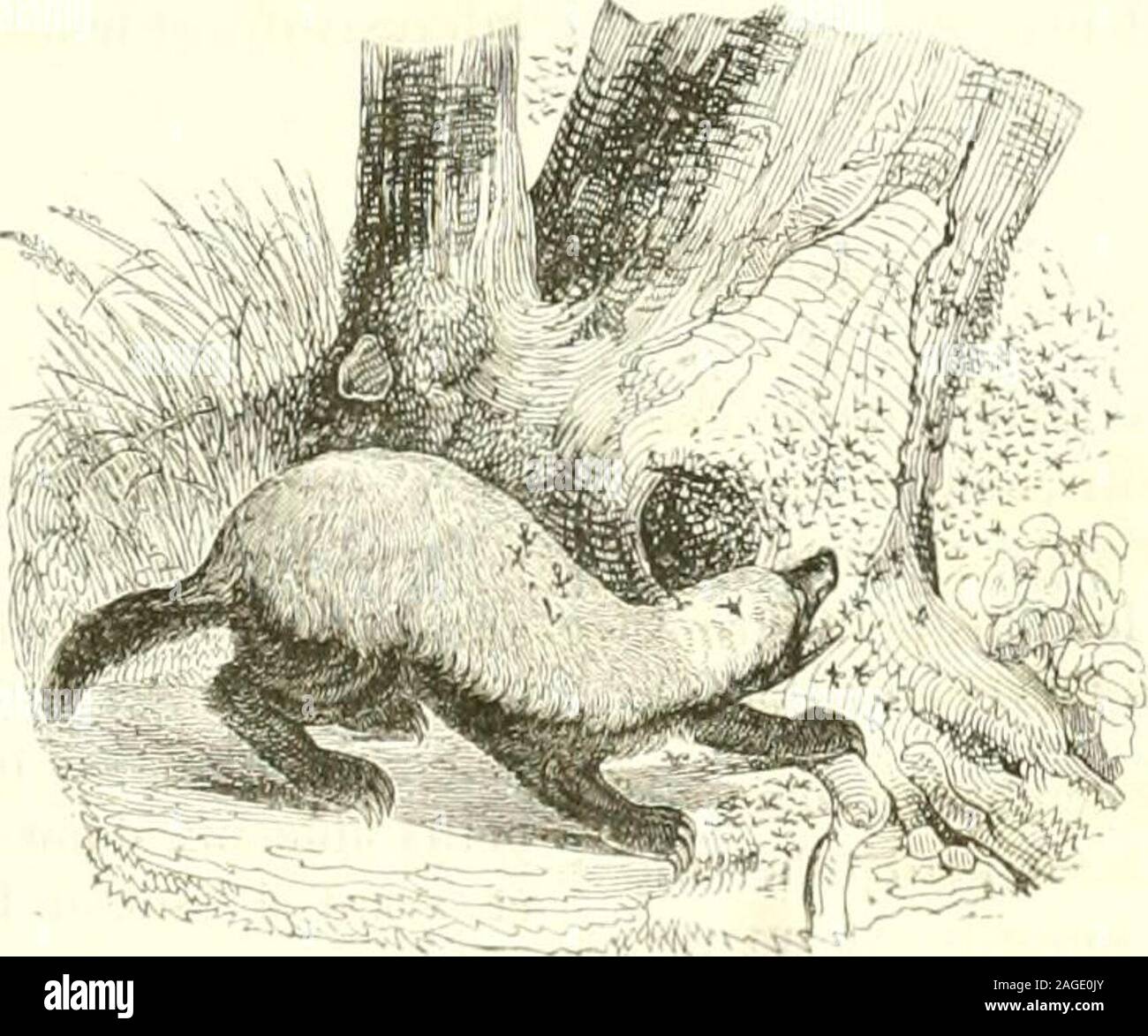 . Le Jardin des plantes : descrizione. le mammifère condotto est par le guide au miel à desabeilles qui établissent leurs ruches dans la terre, les choses sepassent différeannent. Aussitôt avec ses dongle robustes il sé metà creuser. Les abeilles se jettent sur lui par légions ; il sé con-tente de passer de temps à autre ses pattes" sur figlio nez et de fer-mer les yeux, car ces deux parti seides sont accessibles à leuraiguillon. Nazioni Unite poil long et touffu et une |)eau excessivement dura,épaisse , impénétrable, lui défendent sullisamment le reste ducorps. Lorscjuil un mis les gAteaux à découvert, il m Foto Stock