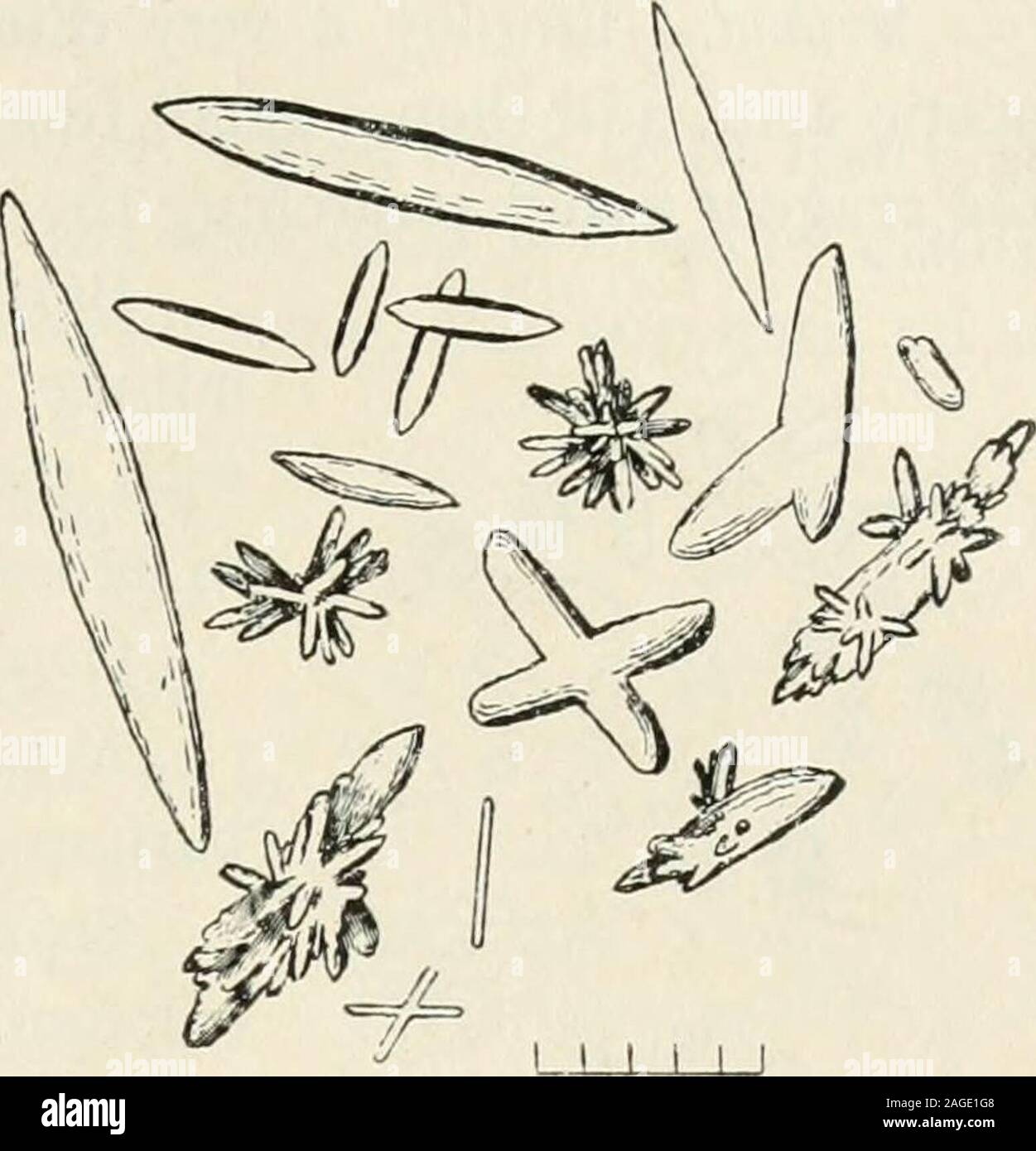 . Journal of applied microscopia e metodi di laboratorio. lutions; quindi la presenza di questo elemento non maschera laprova di bario. In aggiunta al calcio e stronzio, vi sono un certo numero di altri elementi,che, se presente, può essere precipitato in forma insolubile o interferire con l la formazione di cristalli di bario. In questo elenco i più frequentemente metwith sarà il piombo, ferro, zinco, terre rare, e meno spesso il rame, il mercurio, uranio, titanio. Esercizi per la pratica. Cristallizzare un po' del reagente da soli, e per determinare le proprietà ottiche. Provare a reagente puro su sali di Ca Foto Stock