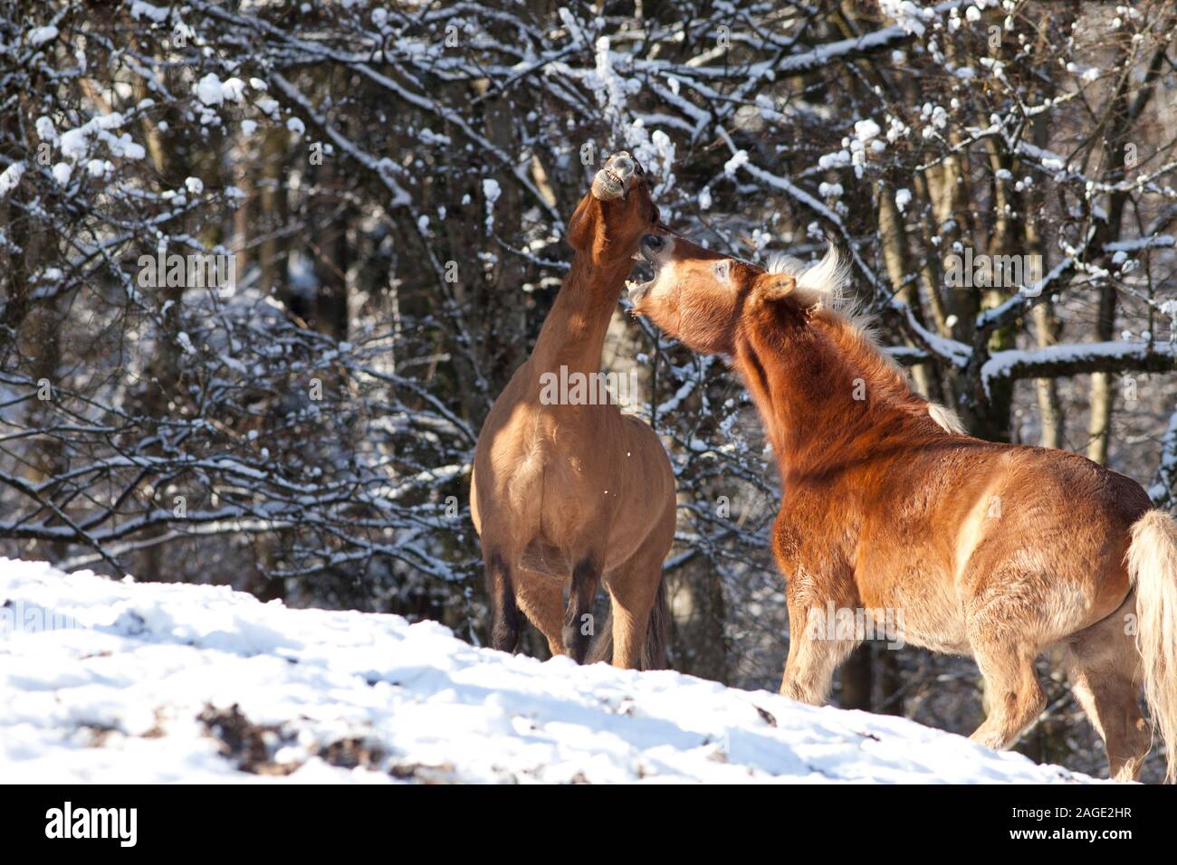 Gioco di cavalli, lotta e morso al di fuori nel prato in inverno. A cavallo del comportamento di classifica Foto Stock