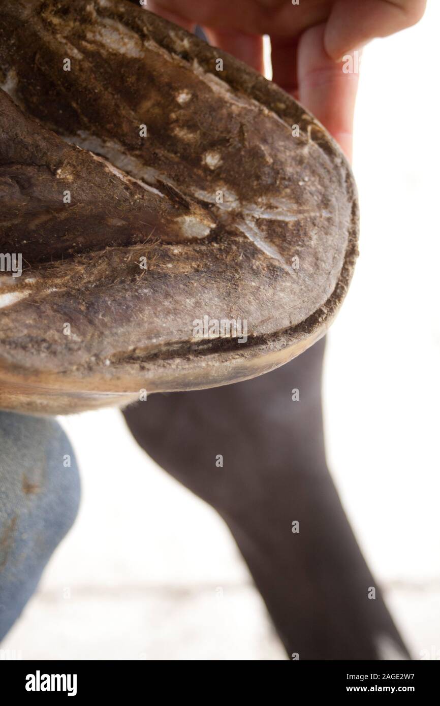 Linea bianca sulla malattia di zoccolo di cavallo Foto Stock