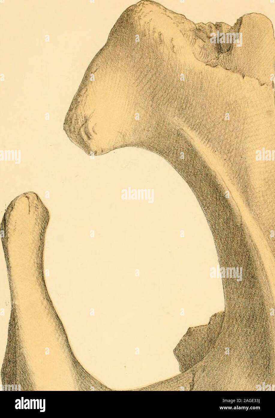 . Halitherium schinzi, die Sirene fossili des Mainzer Beckens. Eine vergleichend-anatomische Studie. 90; von oben gesehen und in halber Grösse gezeichnet. Fig. 94. Schädel des Manatus australis von Suriname, von der Seite und in halber Grösse gezeichnet. Fig. 95. Derselbe Schädel wie Fig. 94 von oben gesehen und in halber Grösse gezeichnet. Taf. X. Fig. 96. Schädel von Halitherium Schinzi von Flonheim, fast vollständig erhalten, von unten gesehen,ohne den Unterkiefer, und in halber Grösse gezeichnet. Die Drei Prämolaren der linkenZahnreihe sind nach einem Schädel von Flonheim, der sich im Heide Foto Stock