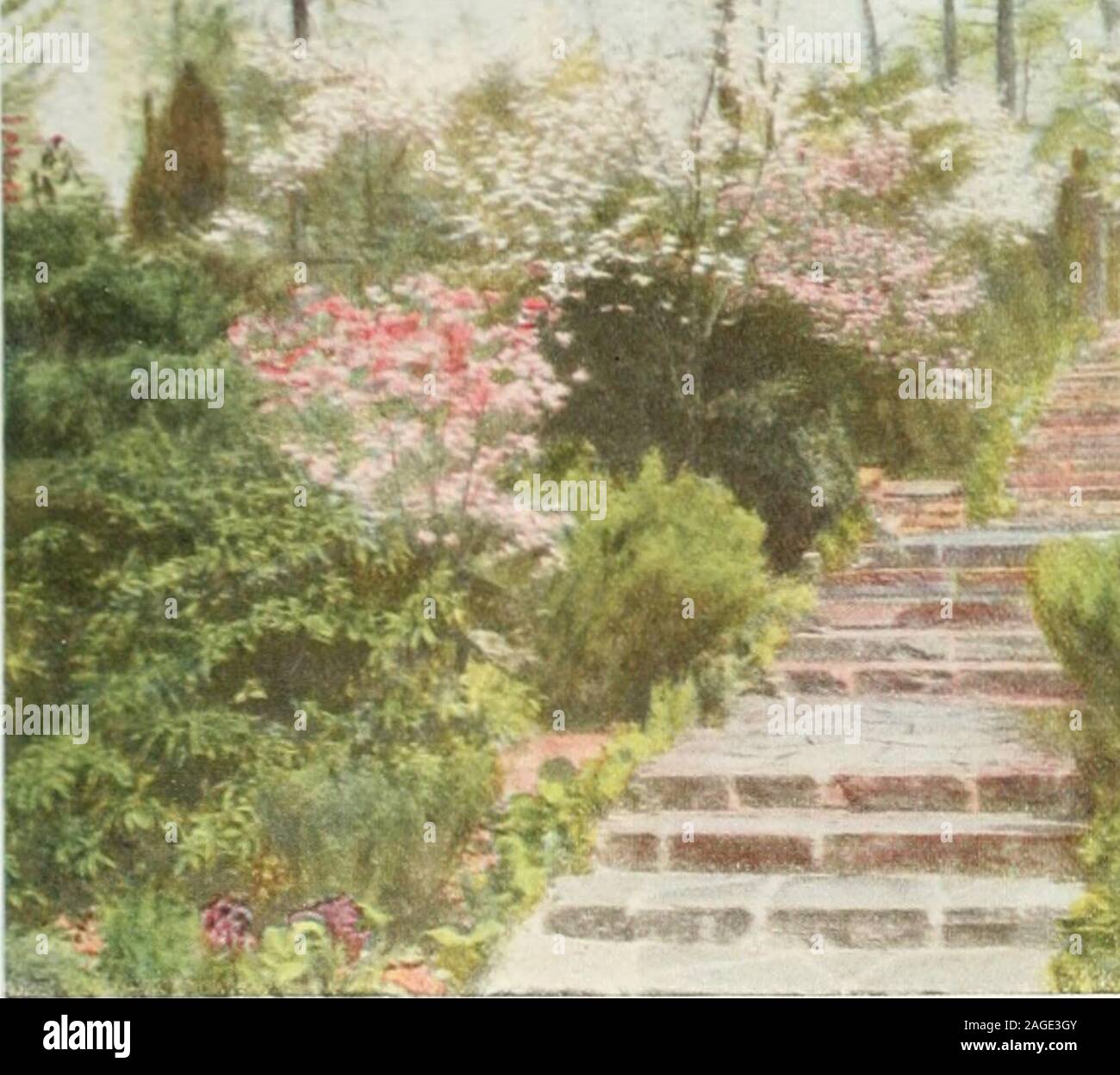 . Bellissimi giardini in America. ècollegato da questo invitingspot. I quattro bianchi standard sono Wistarias remarkableenough ad esigere una speciale attenzione. I letti sono earlyfilled con i tulipani di entrambi i periodi che sbocciano in com- 208 bellissimi giardini IN AMERICA pany con il glicine. Annuari seguire e l'placeis mantenuto a lungo bloom sotto l'attenta supervisione di theowner. Al cieco, Havre De Grace, sulla Chesapeake, isa affascinante e tipicamente giardino meridionale con siepi ancientBox per uno sfondo, e riempito con il bloomof molti antiquato hardy piante e arbusti. Theproperty di tw Foto Stock