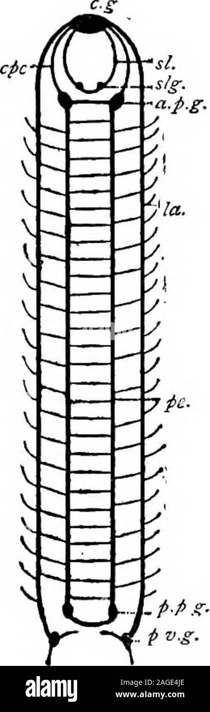 . Contorni di zoologia. al groove,con un cuscinetto di radula di un dente, conuna distinto la ghiandola digestiva e withtwo nephridia apertura separatamente intoa incavo posteriore, che pure containstwo branchie. I due sessi sono separati. Classe III. SCAPHOPODA molto diversi in molti aspetti fromGasteropoda sono i Scaphopoda, quali Dentalium (elefanti dente-shell) è il genere più comuni. All apparentemente legate alla Zeugo-branchiate Gasteropods, e anche più semplice lacoppia di bivalvi. Essi burrowin la sabbia a notevole profondità offi sulle coste di molti paesi. Themantle ha originariamente due pieghe, whichfuse ventr Foto Stock