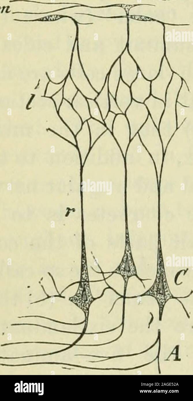 . Il cervello come un organo della mente. bove twolayers fuse in una sola, grazie alla estrema sviluppo di someof il nervo elementi altrimenti esistente come piccole cellule piramidali. 450 LA STRUTTURA INTERNA della divisione è di essere presi come implicando che esiste anydifference in genere tra questi elementi piramidali,anche se esse sono molto diverse dimensioni e in diverse situazioni.per parlare della più grande di queste cellule solo, vale a dire quelle del quarto strato come le cellule gangliari e di questo strato inparticolare in come strato gangliare,porta con sé implica ingannevole-zioni. Anche la più grande delle cellule theclustered di Foto Stock