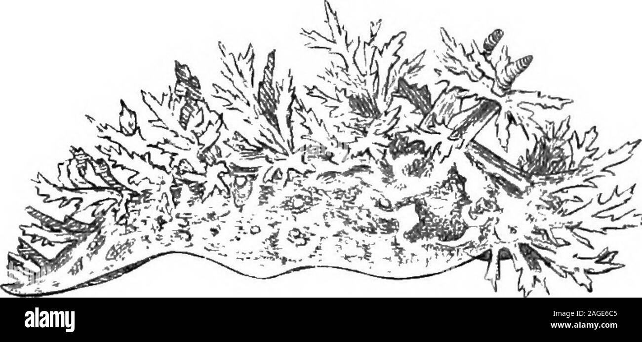 . Contorni di zoologia. è trovato inmany Gasteropods. In Scaphopoda mantello fuseventrally pieghe per formare un tubo continuo. Nella maggior parte dei Gasteropodsthe. mantello mantello è trattenuto e secerne una conchiglia a spirale, aswell come che racchiude uno spazio in cui le branchie giacciono; insome, entrambi mantello e shell sono assenti. In snailand suoi alleati (Pulmonata), il mantello forme thepulmonary camera, che si apre verso l'esterno da asmall apertura. In cefalopodi mantello il mantello è welldeveloped e muscolare e, oltre a ricovero delle branchie, isof molta importanza nella locomozione. 414 Phylum Molluschi A. Tipicamente il Mollus Foto Stock