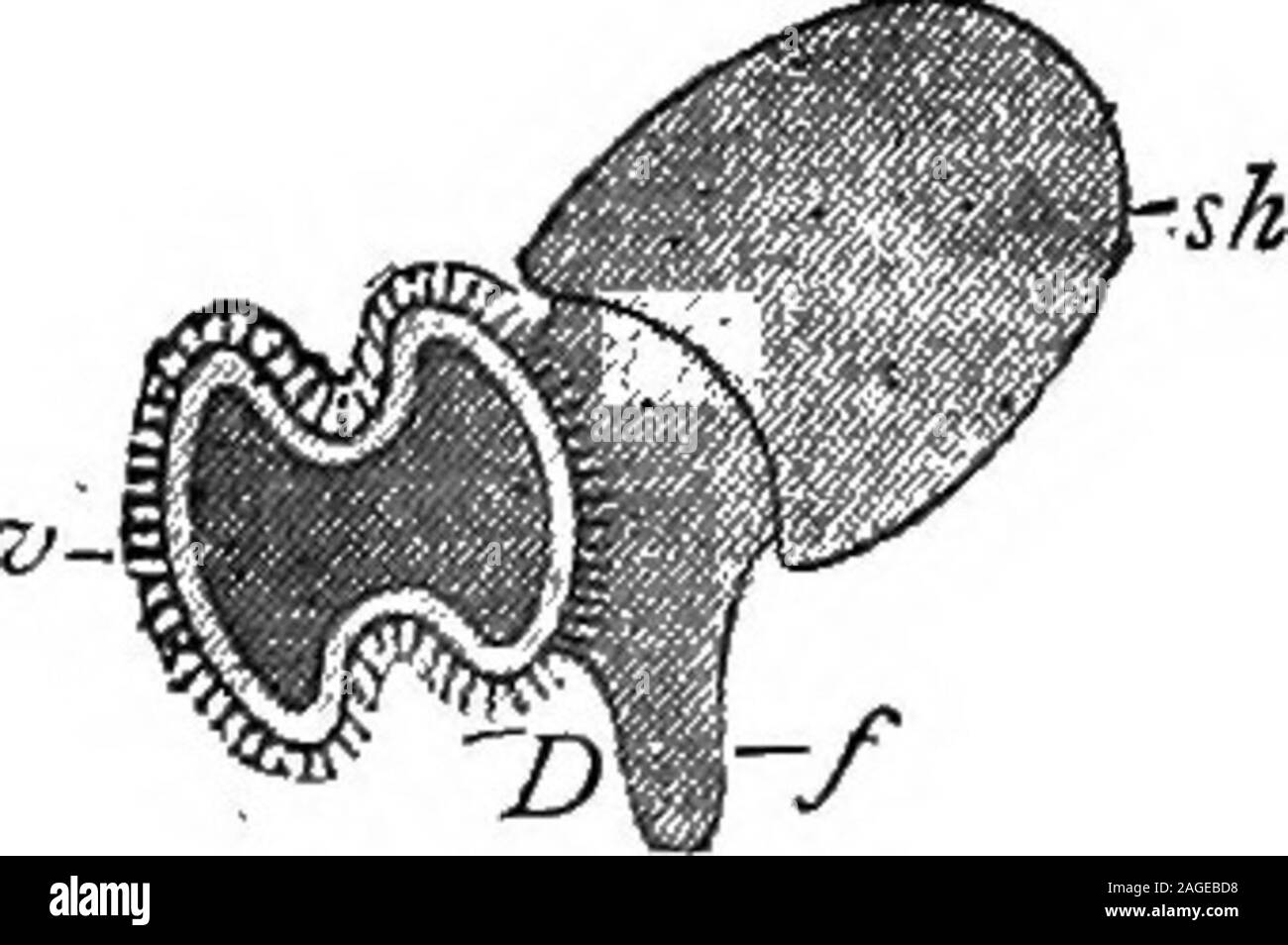 . Contorni di zoologia. Fig. 205. Ideale di mollusco.-dopo-Ray Lankester. "K., bocca ; s^.c, cerebrale nei gangli; c, i bordi del mantello mantello; s.g-.yduct del lobo destro della ghiandola digestiva ; s., cavità pericardica ;y!,bordi di shell-sac ; v., ventricolo del cuore; "., nephridium ; a7t.,l'ano ; "., parte posteriore del piede; /,, apertura di nephridium ;^., apertura genitale; g.ab, ganglio addominale su visceralloop " jT-z*-) ganglio viscerale ; a./.., il lobo sinistro della ghiandola digestiva ;;*., piede; g.pe., ganglio pedale; ff.pl. ganglio pleurica. loop collegando il cerebrals sotto il gzcllet e providedwith due- buc Foto Stock