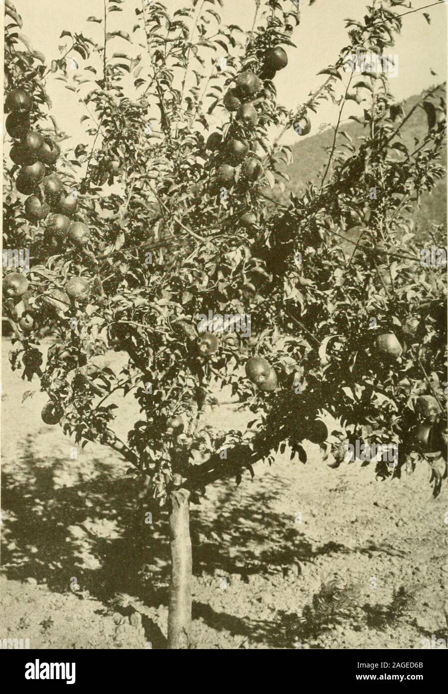 . Apple cresce nel nord-ovest del Pacifico; una condensazione di lezioni, esperimenti e discussioni. /&Gt; -V ( W I &gt;il ho un quattro-j-ear-vecchio Spitzenberg melo, Hood River Valley, Oregon. Varietà e ambiente C. I. Lewis, della Oregon Agricultural College. CUE oggetto della varietà adattamento in ogni località è un molto dif-ficult questione. Se uno si ferma un attimo a pensare e analyzethe condizioni in questo grande stato dell'Oregon, troverà che Questoè talmente. Prendere la pioggia per esempio; essa varia da 23 a 130 pollici.Ci sono viste in elevazione dal livello del mare a quote molto alte e tutti Foto Stock