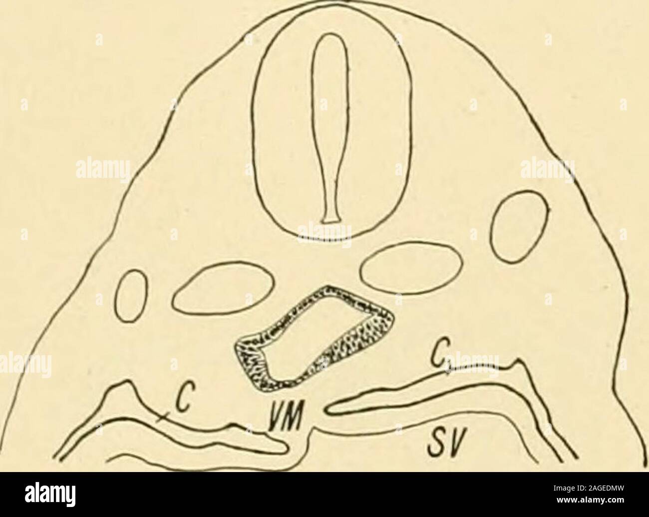 . Il giornale americano di anatomia. fino a quando il suo lume in sezione trasversale forma un posto asymmetricalsagitally fessura. Ad una breve distanza al di sopra del dotto hepaticus(Fig. 3 DH) la scanalatura polmonare caudalwards termina in un irregu-lar allargamento (Fig. 2 PA), asimmetrico projectionforming polmonare il primo spaiati anlage dei polmoni. Ancora, non vi è alcuna traceof i bronchi principali né alcuna evidenza di una divisione. Yentralwards,esso sporge leggermente dal livello del margine ventrale del intestinebelow (PI. I, Fig. 1), mentre lateralmente è più marcata sulla rightthan sul lato sinistro, Foto Stock