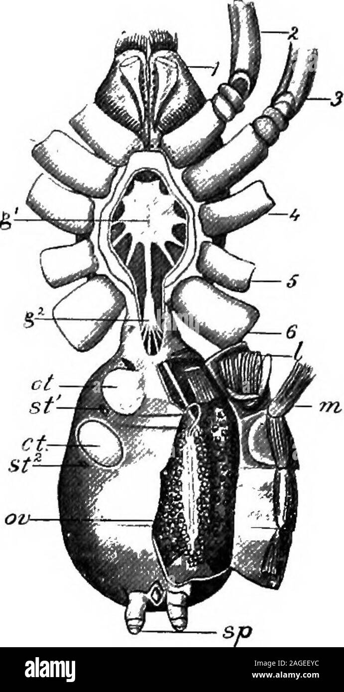 . Contorni di zoologia. sno è molto breve, ragni confidando mostto loro squisito senso del tatto, da cui essi discriminano i ragni. 369 le varie vibrazioni su una linea di web. I sensi dell'olfatto, udito e gusto sono inoltre presenti, ma poco è noto inregard.per gli organi. Cavità del corpo, endosternite, e ghiandole coxal generallyresemble quelli di scorpioni. La crociera di solito aspira theblood e di succhi di frutta della sua preda,e beliind gola liesa potentemente regione suctorial,rafforzata dalla chitinousplates e lavorato da muscoli.dal piccolo intestino medio arisefive coppie di lunga cssca, un pairrunning trasf Foto Stock