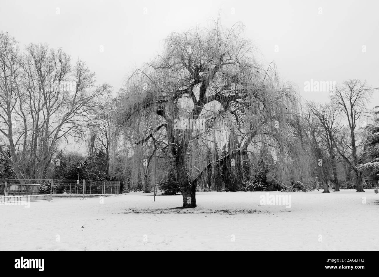 Immagine in scala di grigi di un bell'albero nel parco coperto con neve in inverno Foto Stock