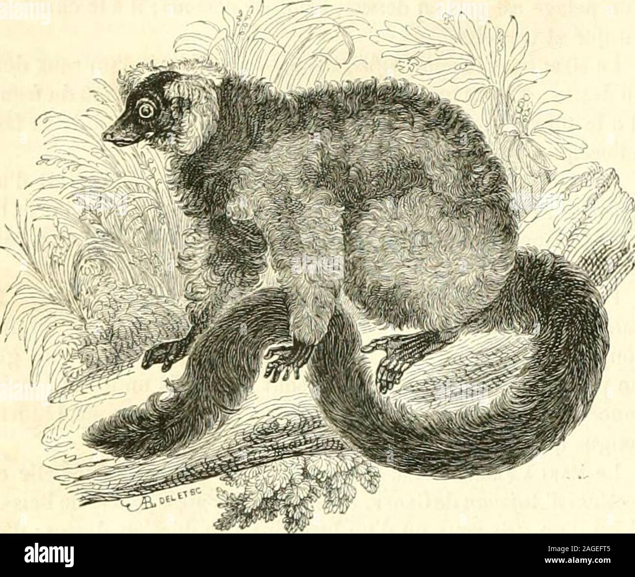 . Le Jardin des plantes : descrizione. e du genere ; cest (torta le llli^le et la femelle peinent difli-RCR de couleur au point de ur. |ias se ressembler du tout ce (|uidoit nécessairement avoir induit les naturalistes en erreur. Eneffet, dans cette espèce, toutes les parti (pii sont dun briiiiniarion doré dans le niMe sont d onu fauviste plus ou moins iaiinil-tie dans la femelle, et tout ce cpii chez celle-ci est d onu gris foncéest blaiK- dans le premier, (iomn"! Il ny a pas de raison pourcroire ([ue ce maki fasse une eccezione, su doit présumer que lesnaturalistes ont souvent fait confusione, ou Foto Stock