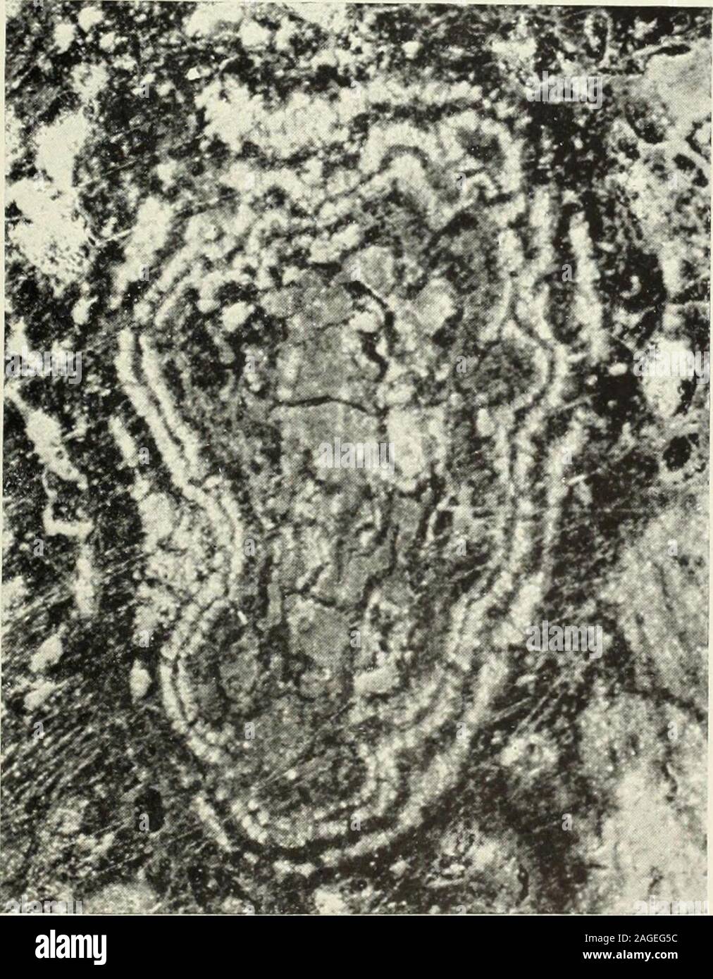 . I giacimenti dello Utah. B. PHOrOMICROCiKAPH di SAiNDSTONK RAME Rame ORESHOWING SULPHinE matrice. Le zone nere, grani di quarzo. Grigio aree mettled, solfuro di rame; zone di luce, chalcopy rito; aree scure, chaleociu;.. Foto Stock