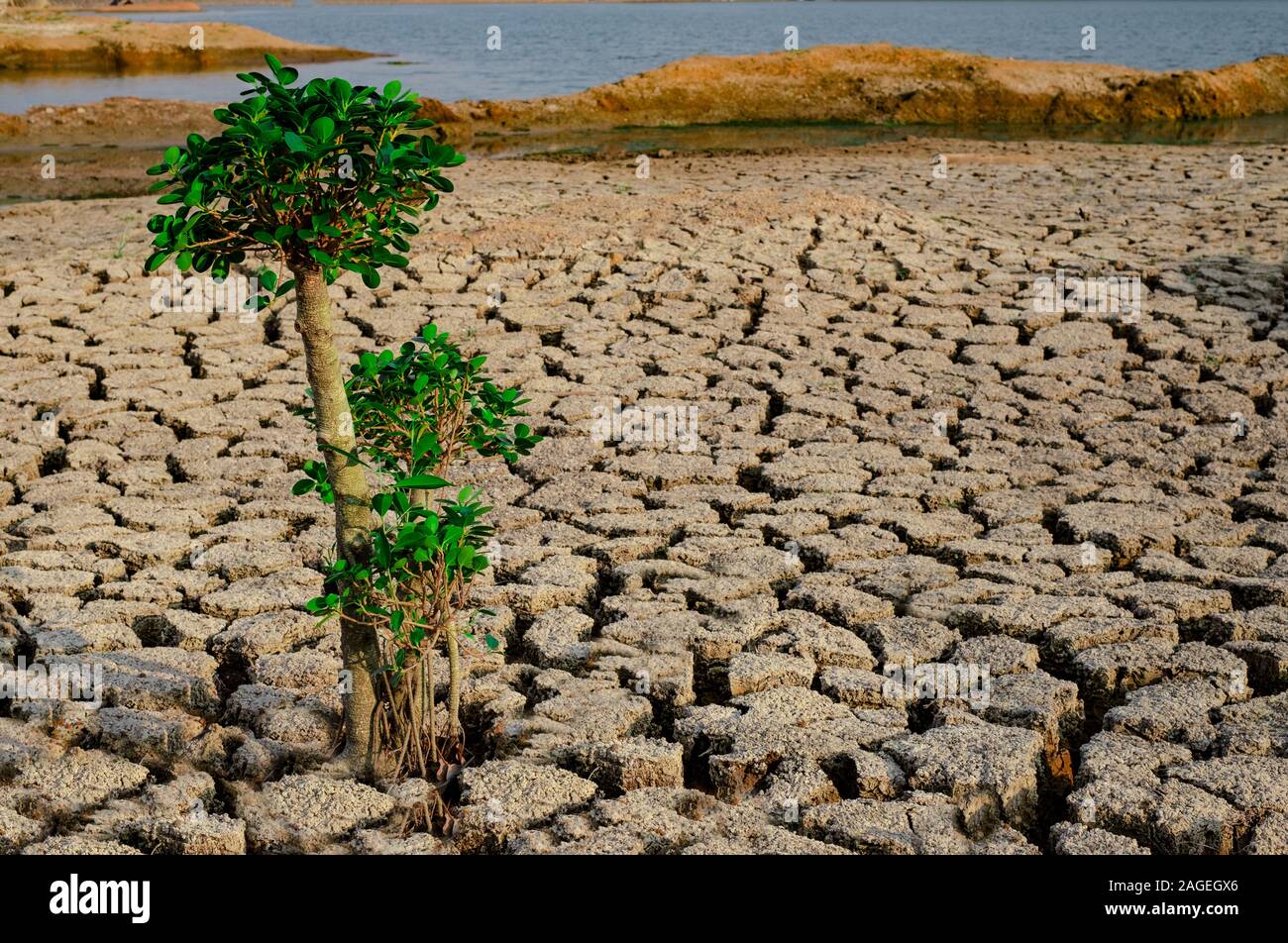 Albero che cresce con rack e il terreno asciutto in zone aride del paesaggio Foto Stock