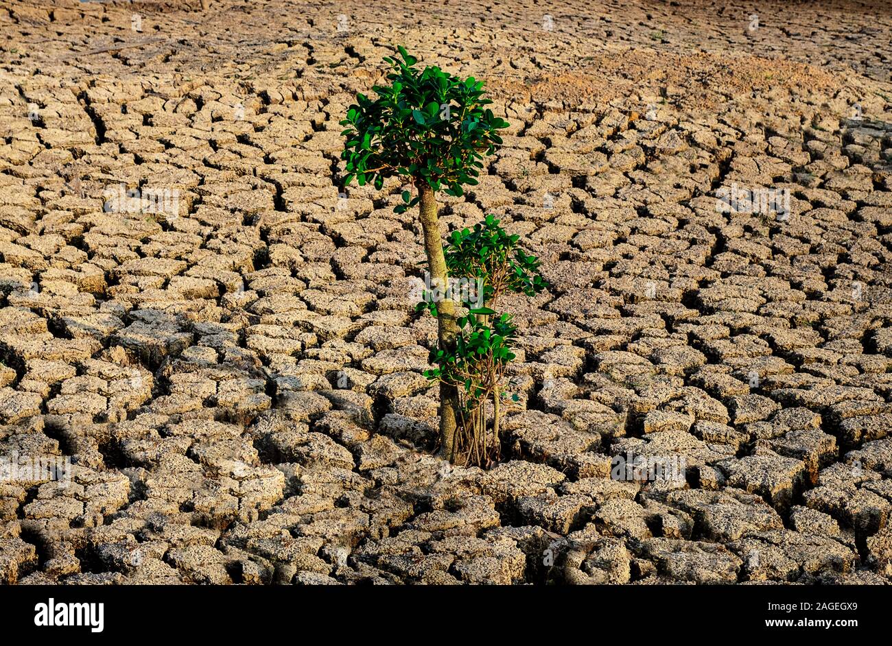 Albero che cresce con rack e il terreno asciutto in zone aride del paesaggio Foto Stock