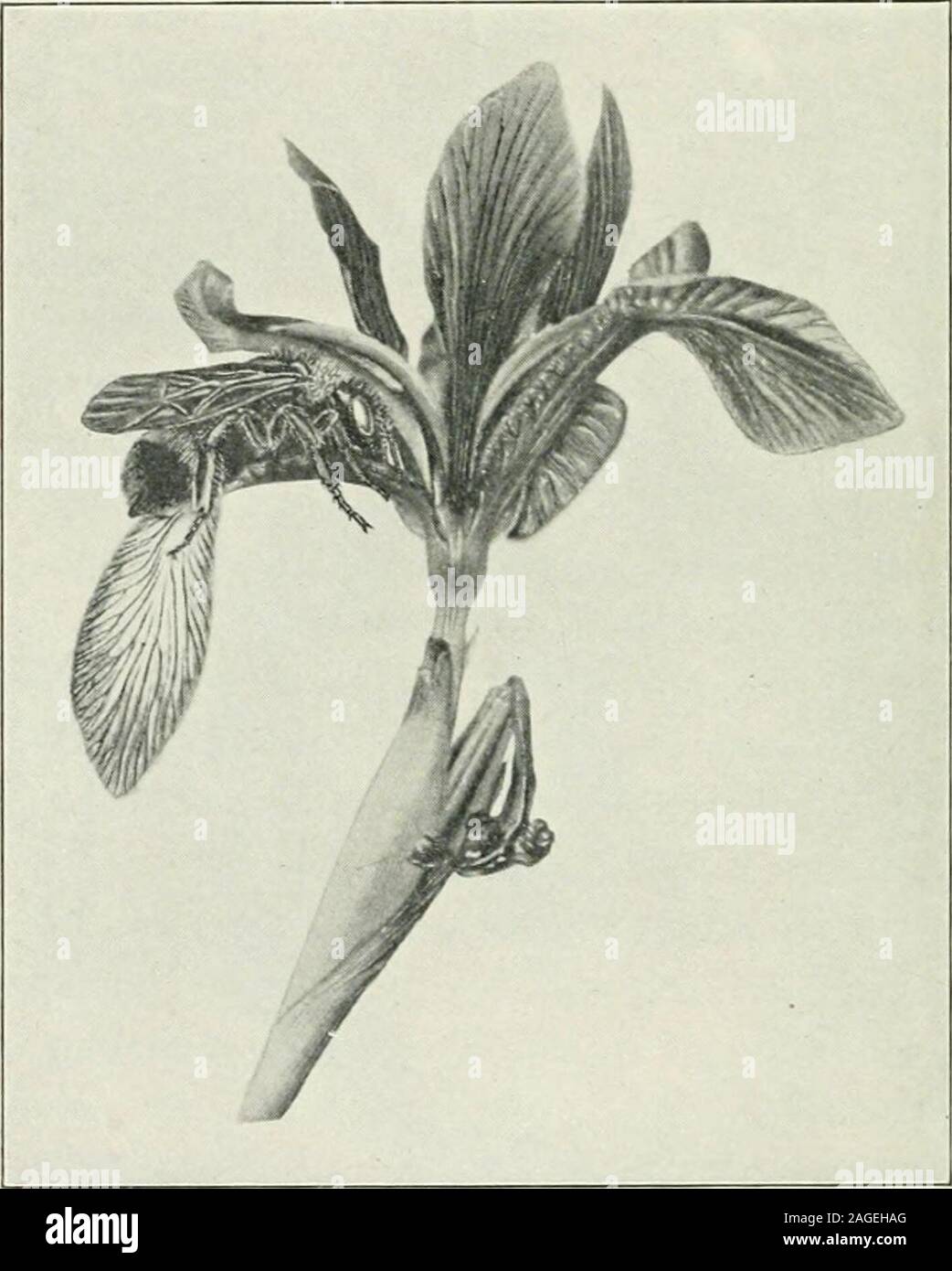 . Entomologia : con particolare riferimento alla sua attività biologica e gli aspetti economici. nch bug in Illinoisand gli stati confinanti è stato apparentemente a causa principalmente, se notaltogether, di parassitismo da funghi. Colture artificiali di thecommon Sporofricluim globuUfcniui sono state utilizzate exten-sively come un mezzo di diffusione di infezioni tra chinch bugsand cavallette, tuttavia con ma successo moderato come vet. Gli insetti in relazione a fiori.-tra i più marve-lous fenomeni noti per il biologo sono i innumerableand adattamenti complessi per mezzo dei quali fiori securecross impollinazione attraverso l'agenzia di ins Foto Stock