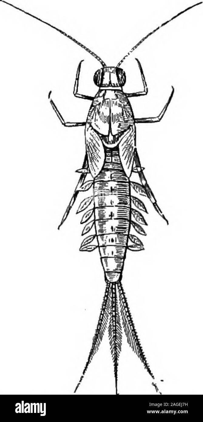 . Contorni di zoologia. de con i serpenti,ed essi nuotare con i pesci. Theybeat l'aria elastico con le loro ali,e anche se non ci può essere somuch complessità del movimento asin uccelli dove il individualfeathers spostare, l'ala di insetto isno piastra rigida, e il suo alto-e-downmotions sono complesse. Essi cansoar rapidamente, ma la loro lightnessoften rende steeringdifficult orizzontale. Il vento spesso helpsas e ostacola la loro; thusin e fuori del windows ofexpress i treni sono probabilmente in parte risucchiata lungo. Mareycalculates il numero approssimativo di ala persecond strokes a 330 per il fly, 240 per h Foto Stock