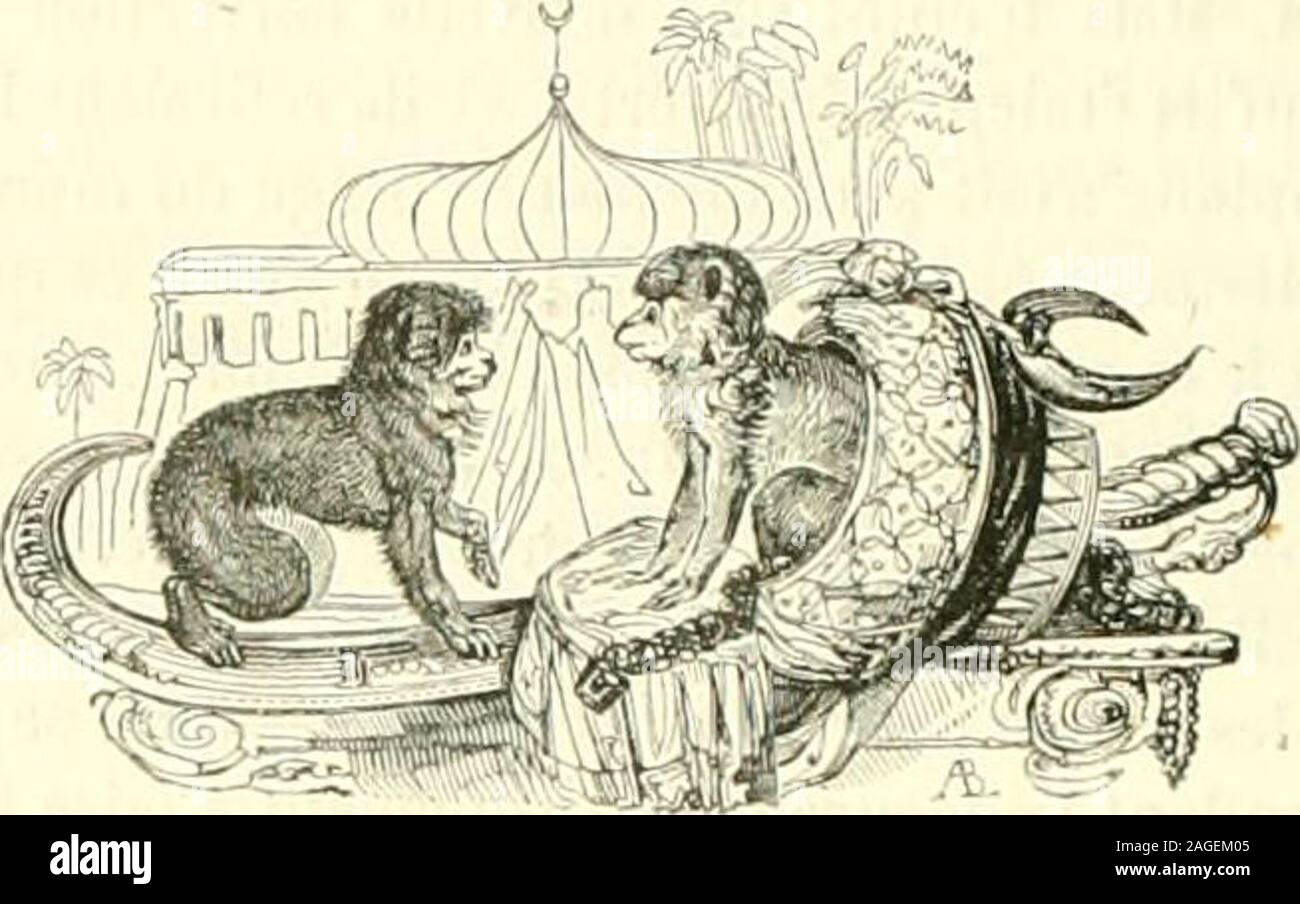 . Le Jardin des plantes : descrizione. rdûtre,plus pâle sur les parti postérieures du corps; les jaudies de devant sont presque noires; le ventre est blanchâtre, ainsi queles favoris. Sa affrontare, ses oreilles et ses rete sont dune couleurtannée; une épaisse crinière, longue de sei pouces, soncou couvre et les parti antérieures de son corps. Cet habitelArabie animale et lAbyssinie. Il paraît quil était autrefois commun dansles dintorni de Mococo, sur le golfe Persique, quoique, atijour-dhui, su ly trouve très-rarement. Il na jamais vécu à la ménagerie, au moins à ma conoscenza,mais marcha delle nazioni unite Foto Stock
