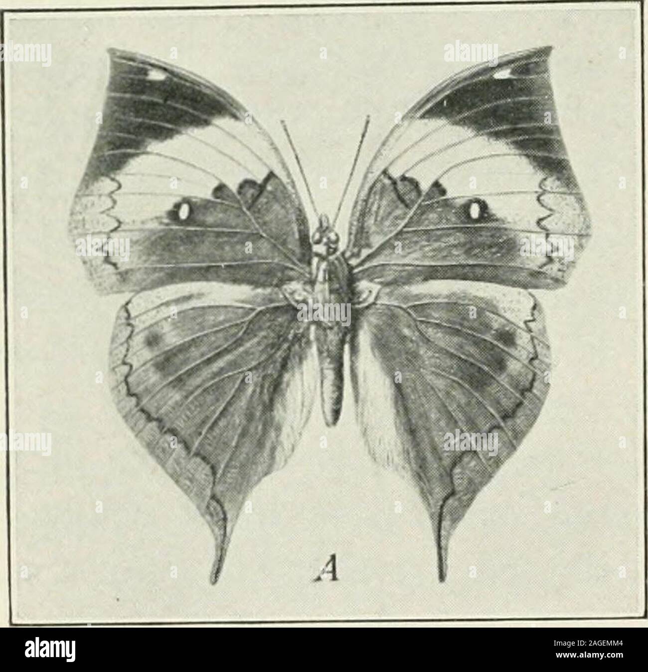 . Entomologia : con particolare riferimento alla sua attività biologica e gli aspetti economici. Qui, tuttavia, questi colori sono strutturali,e le loro variazioni sono da attribuire a lievi differenze nella spaziatura delle superficie elevazioni o depressioni. Green cavallette occasionalmente diventare rosa verso theclose dell'estate. Nessuna spiegazione è stata offerta per thisphenomenon, anche se si può notare che quando grasshop-pers sono uccisi in acqua calda il normale pigmento verde diventa topink. Tali variazioni di colore sono apparentemente di non utilizzare per gli insetti,essendo meramente incidentale effetti della luce, della temperatura o altri Foto Stock