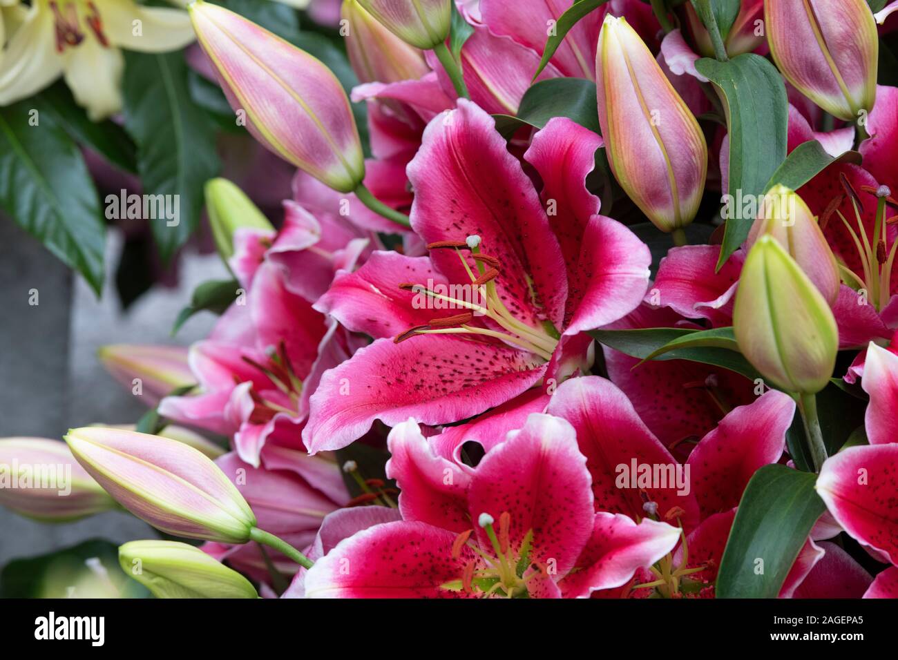 Il Lilium oriental "manifesto". Lily Oriental "manifesto" Foto Stock