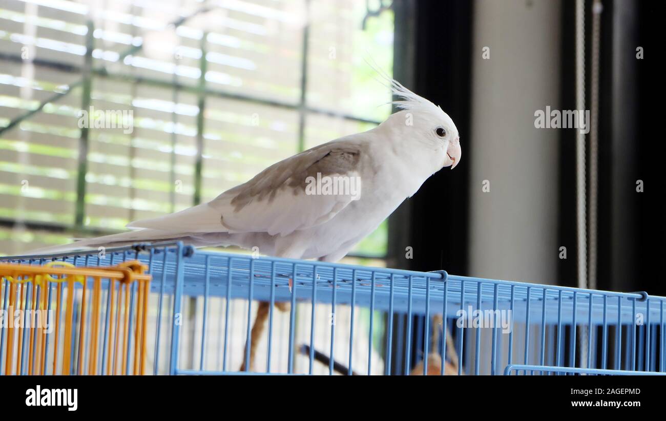 Un bianco di fronte pied cockatiel permanente sulla sommità della sua gabbia, guardando dal lato. Foto Stock