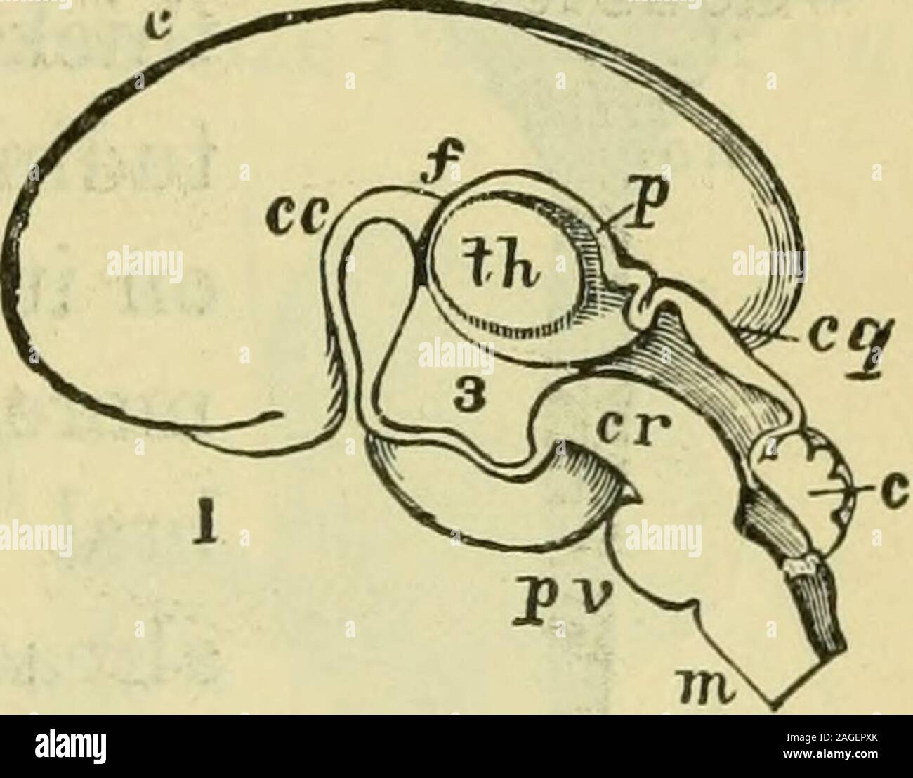 . Il cervello come un organo della mente. w le parti più profonde. 1, me-dulla oblongata; 2, cervelletto; 3, corpora quadrigemina; 4, thalami optici; 5, tbohemisphere sviati; 6, striato incorporato nel hcmispheie ;7, l'inizio del corpo calloso. F, il lato interno della metà destra dello stesso cervello fcparatcd da una sezione verticalmedian, mostrando la centrale o cavità ventricolare. 1, 2, del midollo spinale midollo cordand oljlongata, cava ancora ; 3, l)eiKl al quale il pons Varolii è formata ;4, cervelletto ; 5, lamina (cerebellare superiore i)eduncles)4)assing fino al corporaquadrigemina Foto Stock