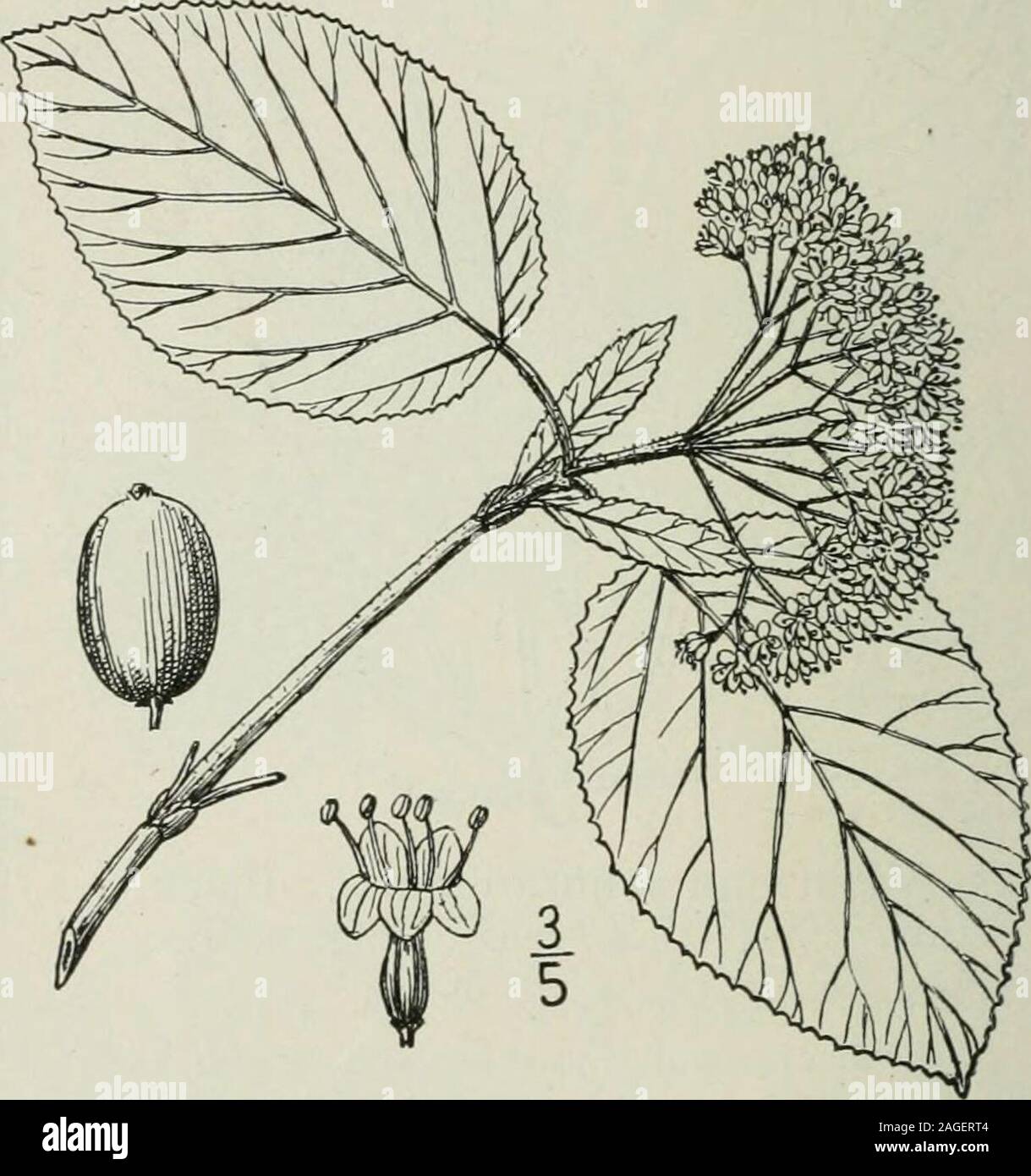 . Una flora illustrata del nord degli Stati Uniti, il Canada e la British possedimenti : da Terranova al parallelo tra il confine meridionale della Virginia e dall'Oceano Atlantico verso ovest per il 102º meridiano. Perfetto, solitario o in cluster, sessili, giallastro,verde o violaceo, 2-bracted. Calice-tubo di forma ovoidale, il suo arto a 5 lobi i lobi allungati, per-sistent e talvolta foliaceous nella nostra specie. Corolla-tubo stretto o campanulate, gibbousat base l'arto obliquo. Stami 5, inserita sulla corolla-tubo; filamenti molto breve;antere lineari, inclusi. Ovaia 3-5-celled; ovuli Foto Stock