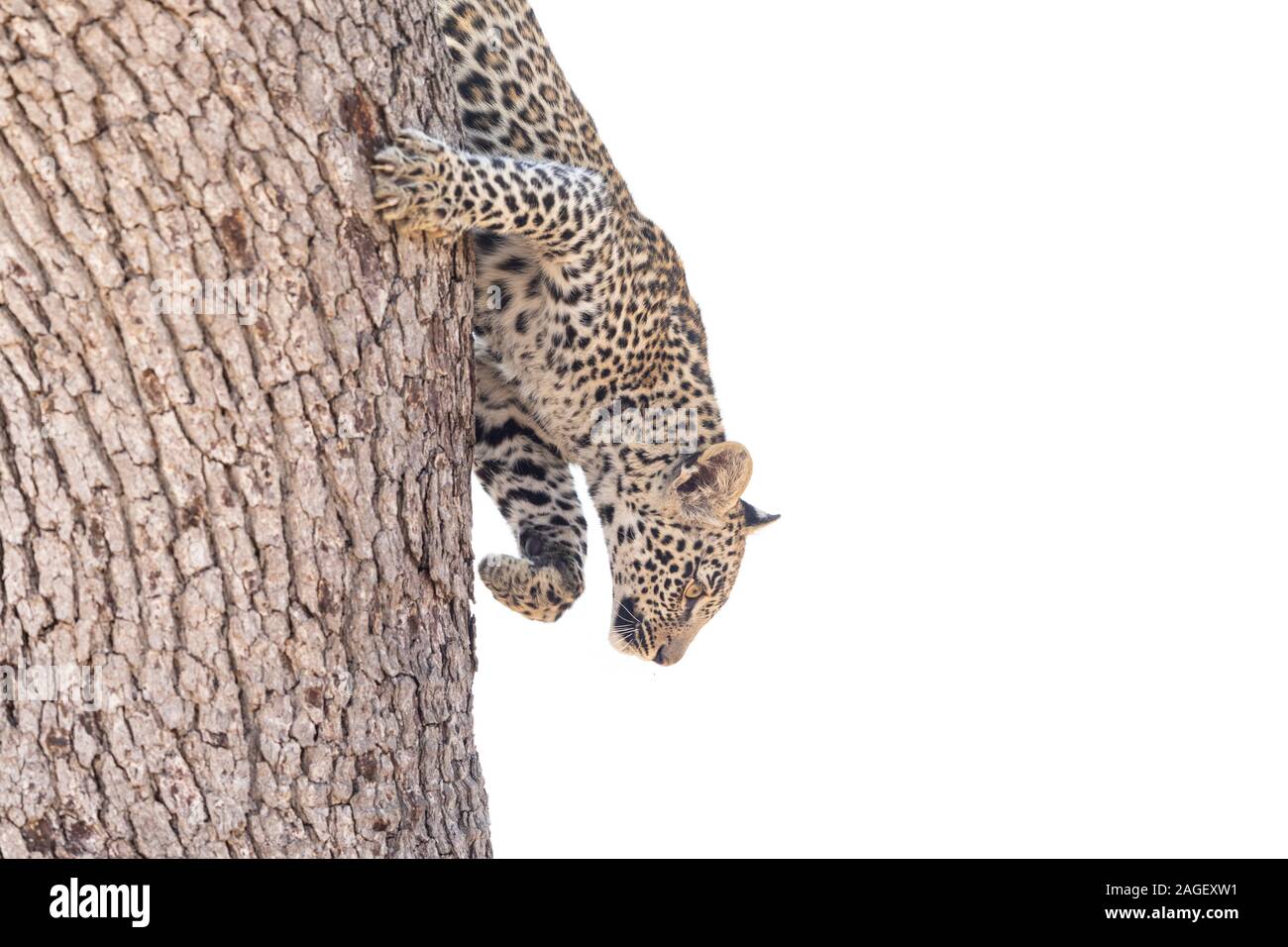 Leopard femmina scendendo un albero Leadwood in Sud Africa il Kruger National Park Foto Stock