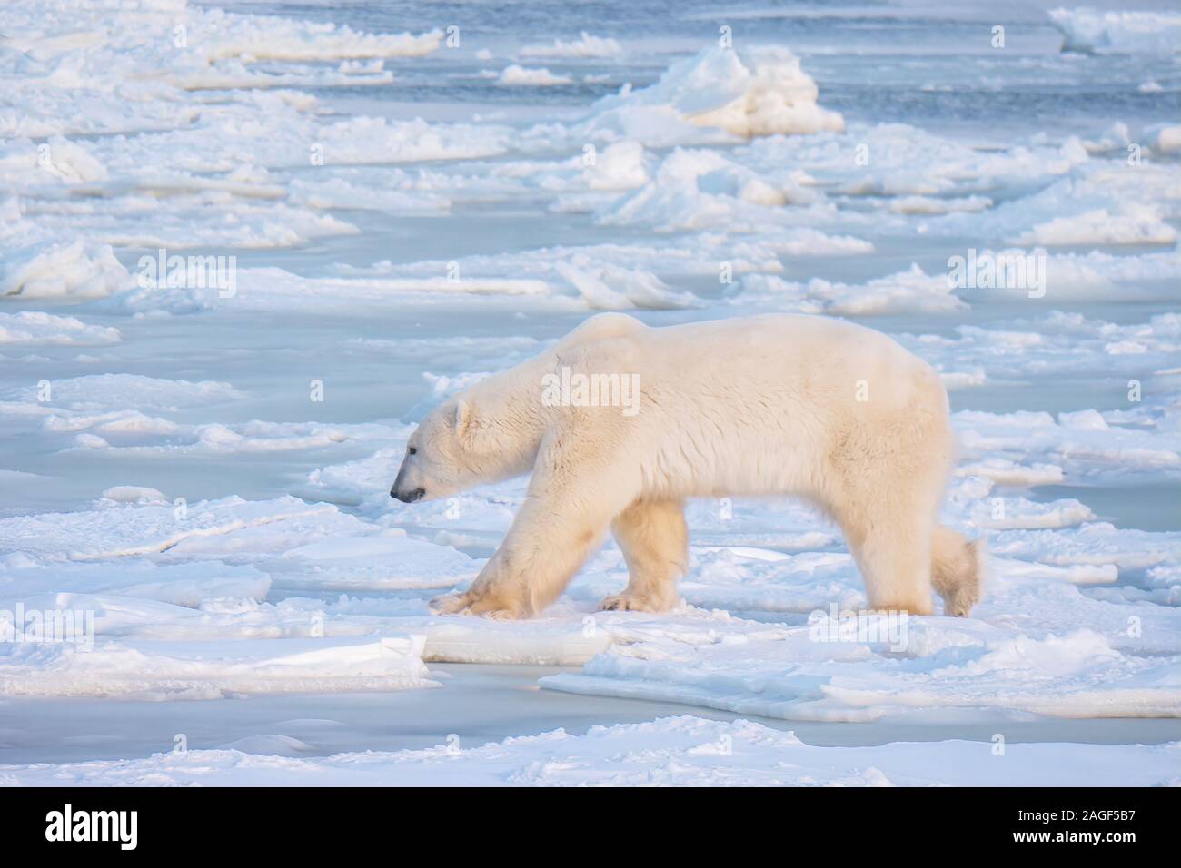 Un inverno di scena mostrando una fame maschio adulto orso polare alla ricerca di cibo mentre si cammina sul ghiaccio sottile vicino all aperto, ma non gelate acqua nella Baia di Hudson, Canada. Foto Stock